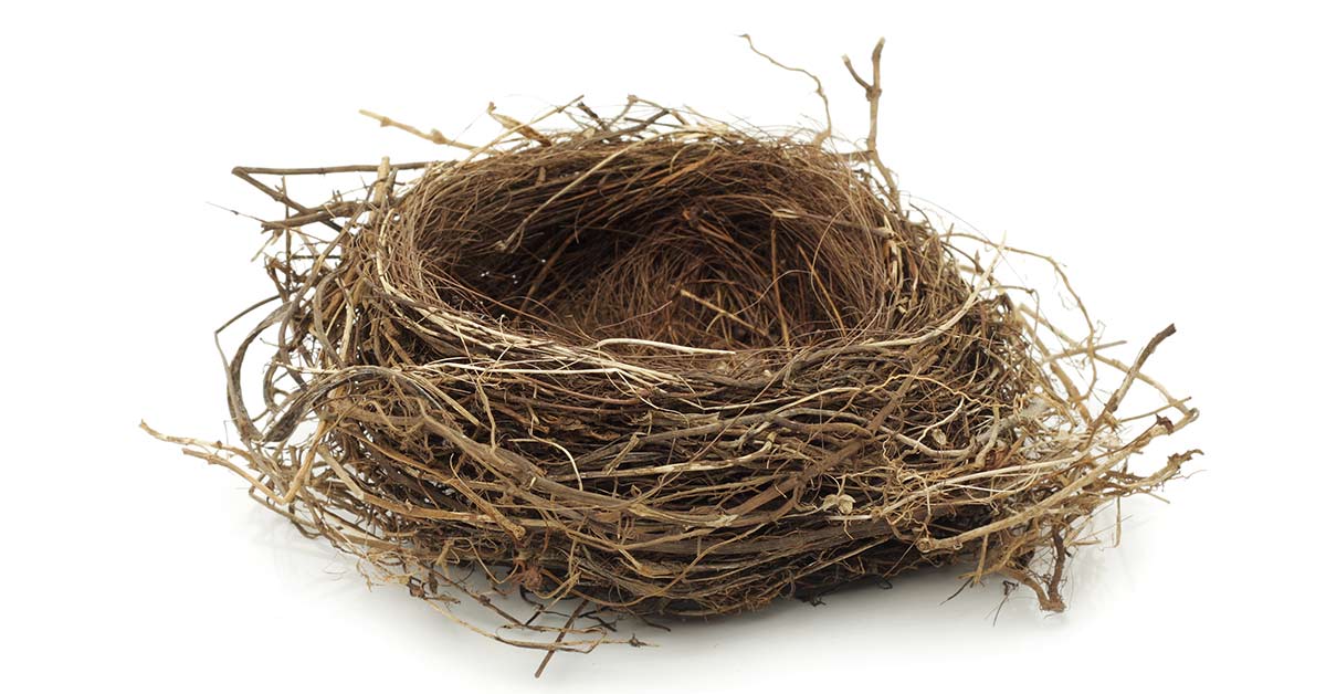 Nest
